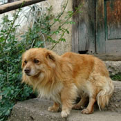 2007-05-13-Resava/misc