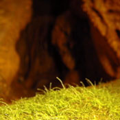 2007-05-13-Resava/resavaCave