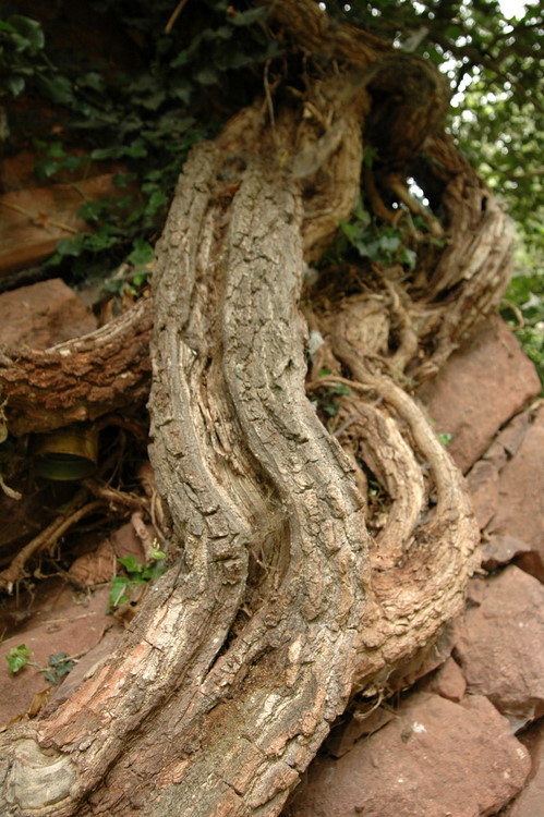 2007-05-20-StaraPlanina