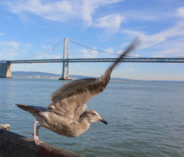 2011-01-sanfrancisco