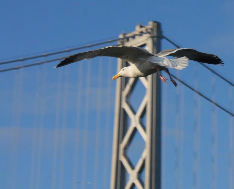2011-01-sanfrancisco