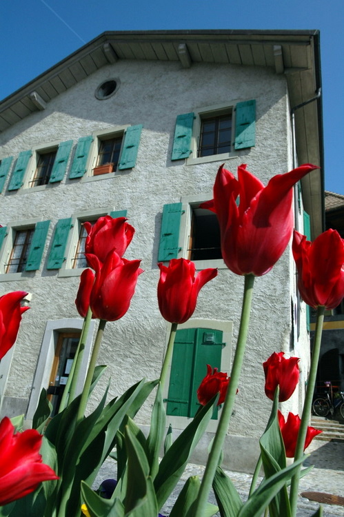 april2007/St_Saphorin