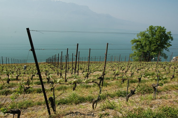 april2007/St_Saphorin
