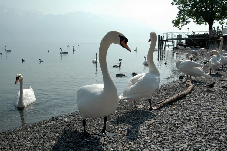 april2007/Vevey_Montreux