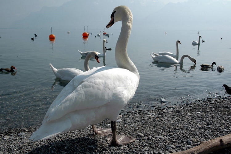 april2007/Vevey_Montreux