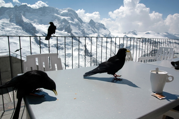 april2007/Zermatt_Gornergrat