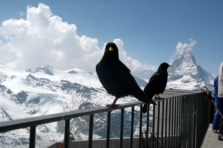 april2007/Zermatt_Gornergrat