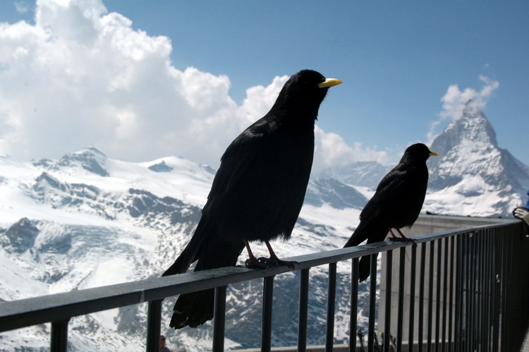 april2007/Zermatt_Gornergrat