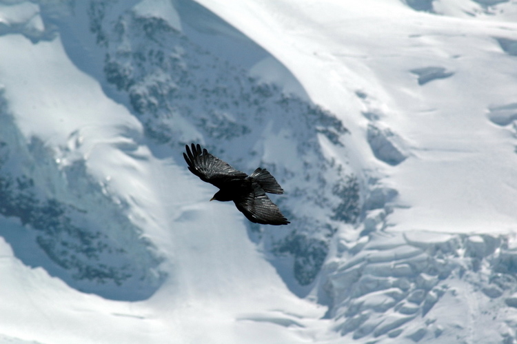 april2007/Zermatt_Gornergrat