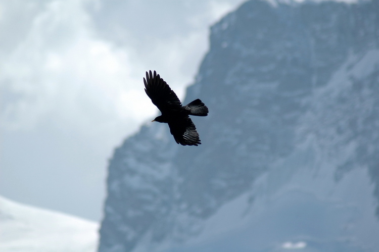 april2007/Zermatt_Gornergrat