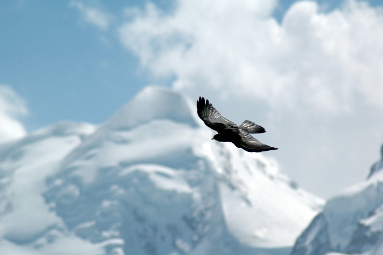 april2007/Zermatt_Gornergrat