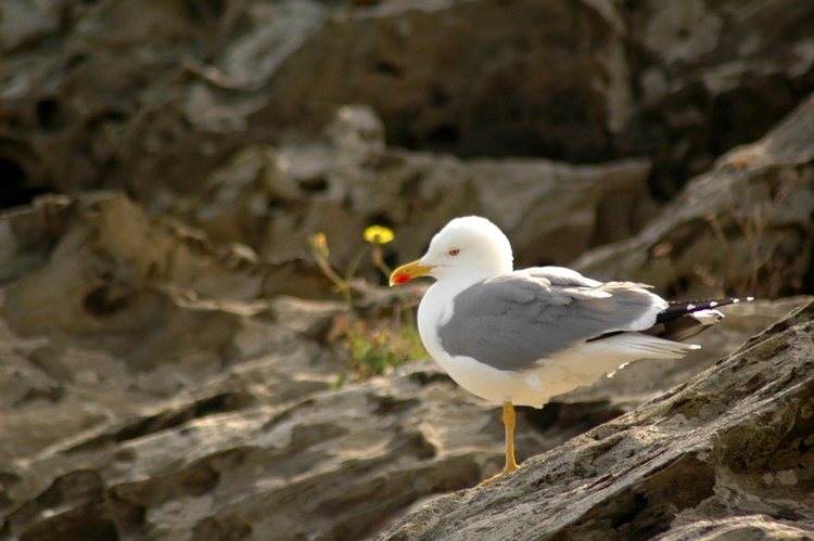 april2007/cadaques_Port_Lligat