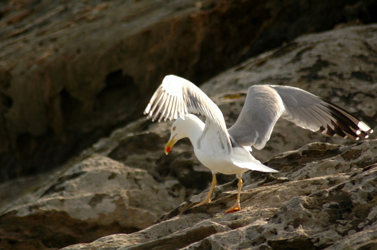 april2007/cadaques_Port_Lligat
