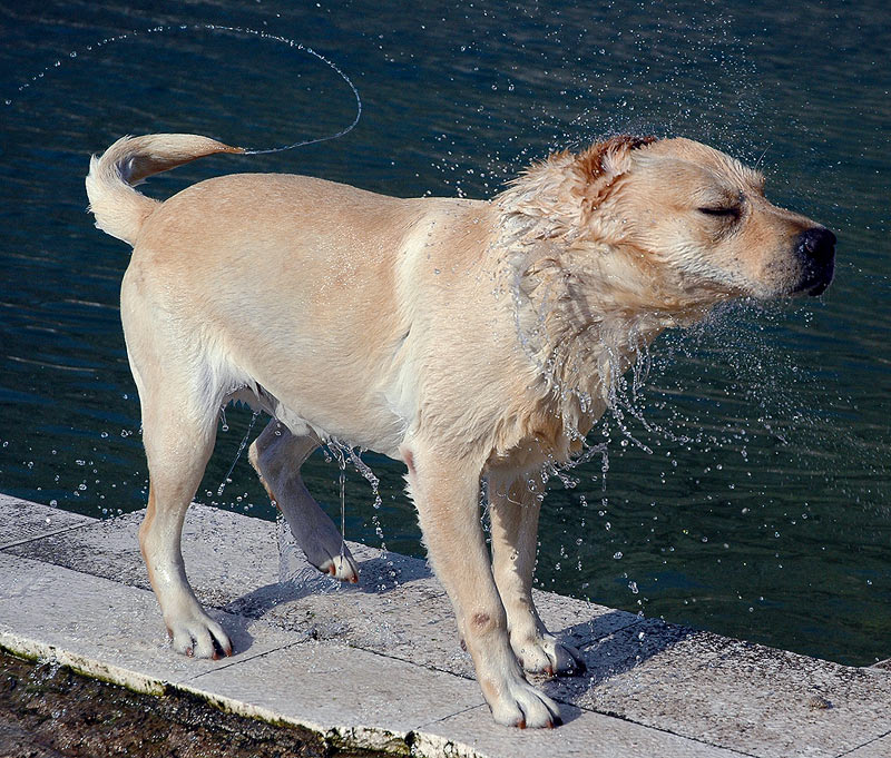 primatijada2005