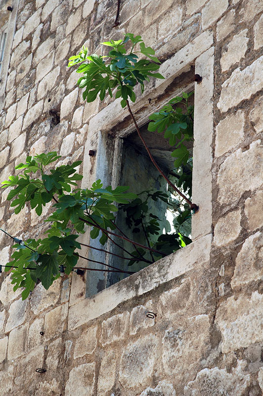 primatijada2005